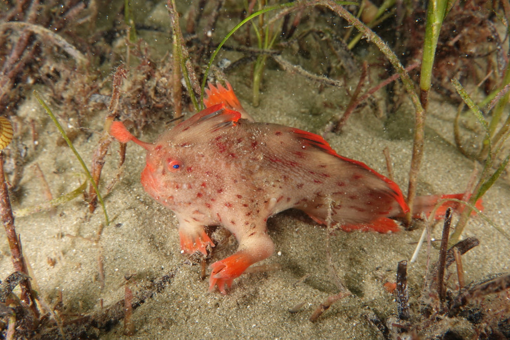 The Red Handfish