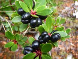 Tasmanian pepper berry
