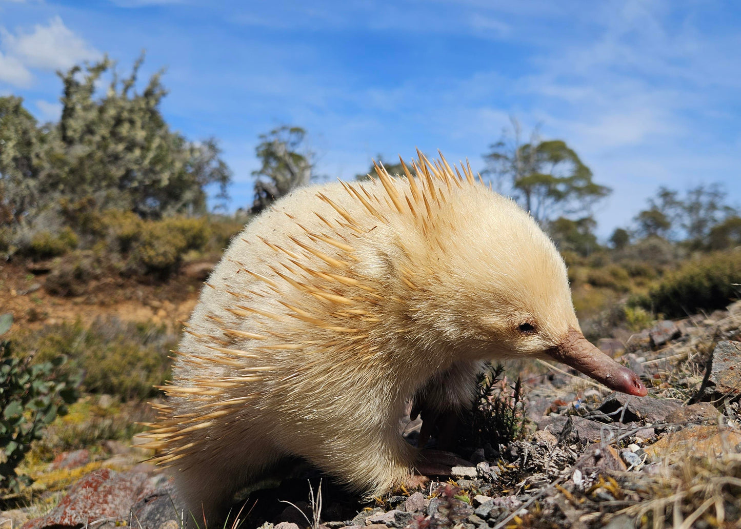 Short-Beaked Echidna Tasmania