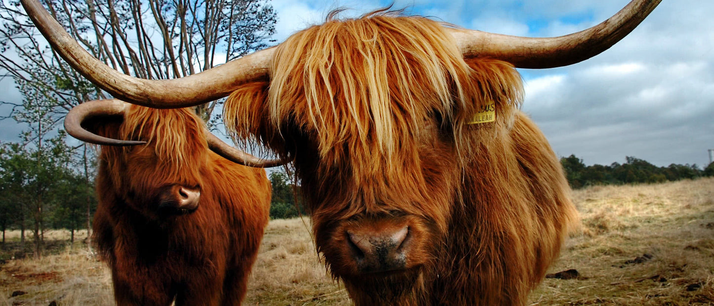Highland Cattle