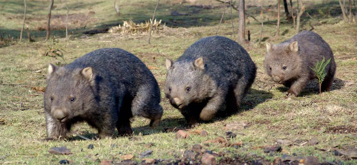 Fun Tassie Tours