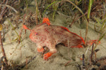 The Red Handfish