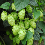 Derwent Valley Hops