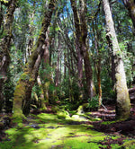 Cradle Mountain's short and scenic walks