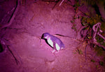 Fairy Penguins Tasmania