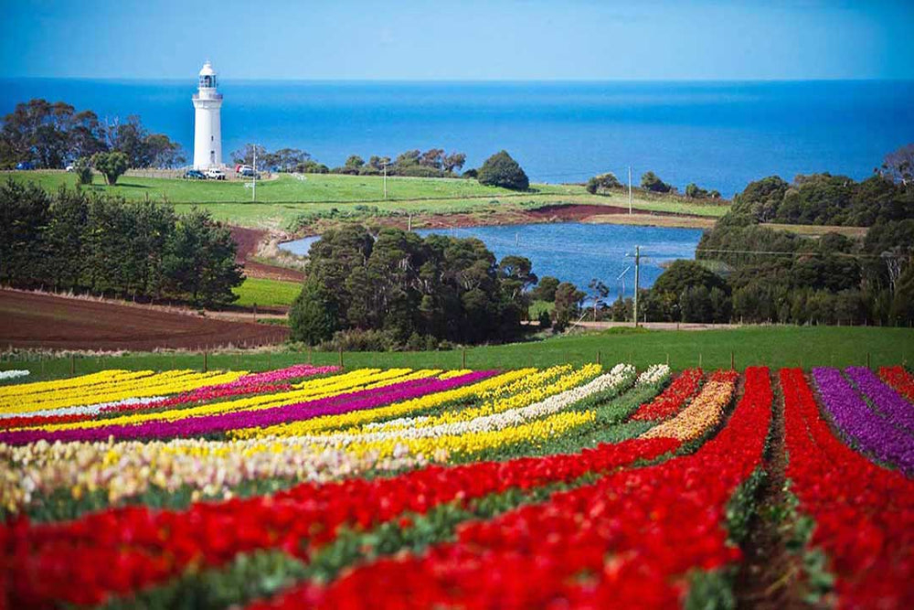 tulips in Tasmania