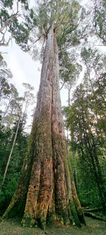 Tasmania’s Pulp and Paper industry