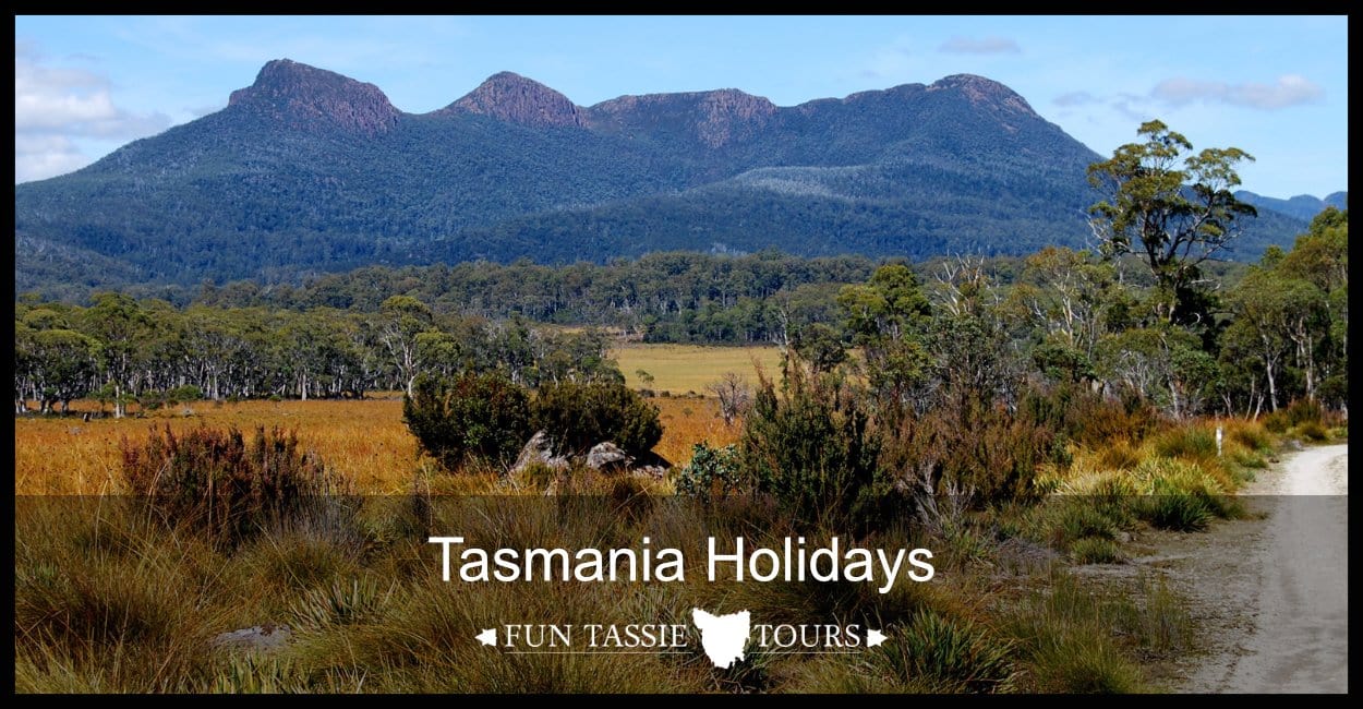 tassie tours reviews