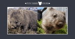 Cradle Mountain Wombats