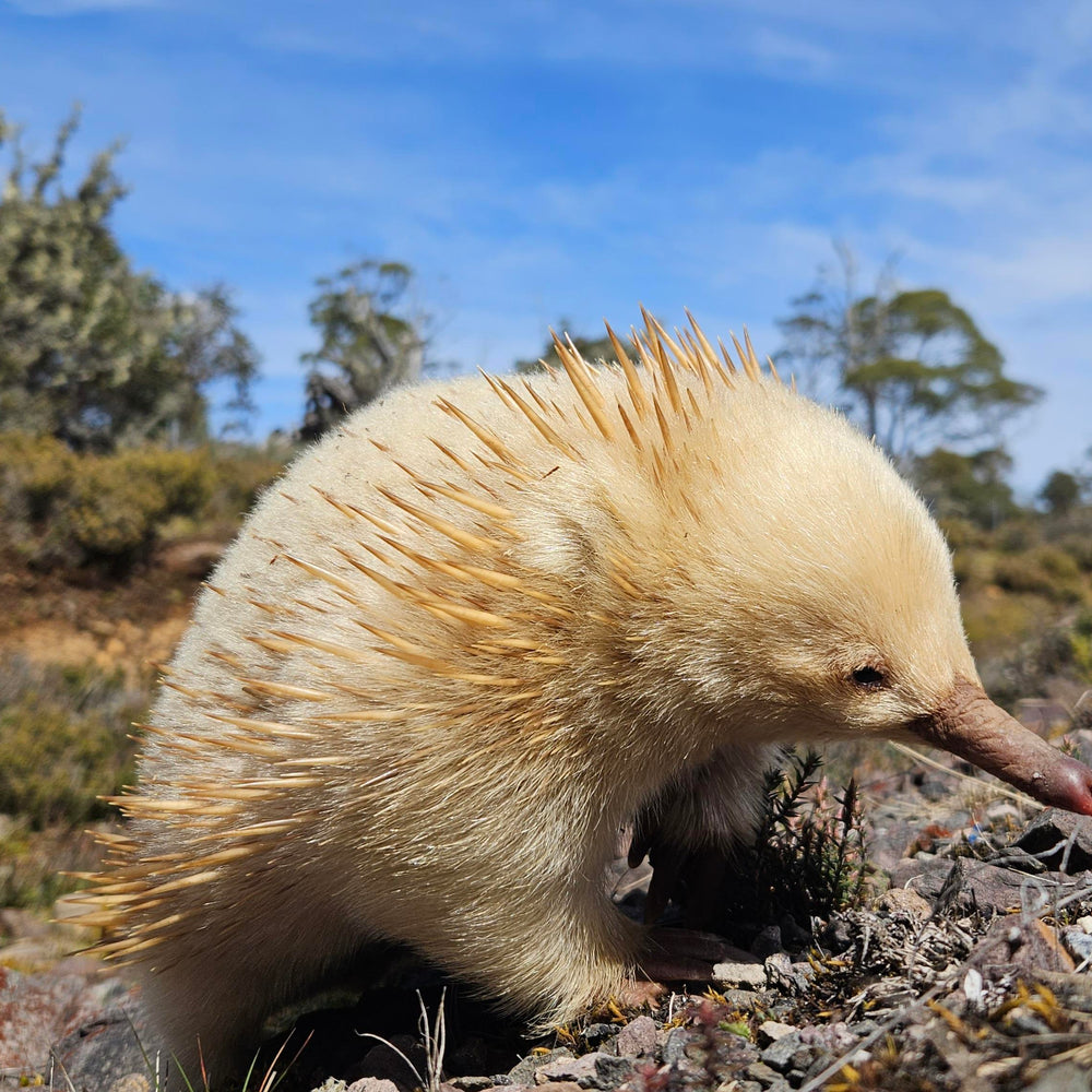 Short-Beaked Echidna Tasmania 