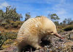 Short-Beaked Echidna Tasmania 