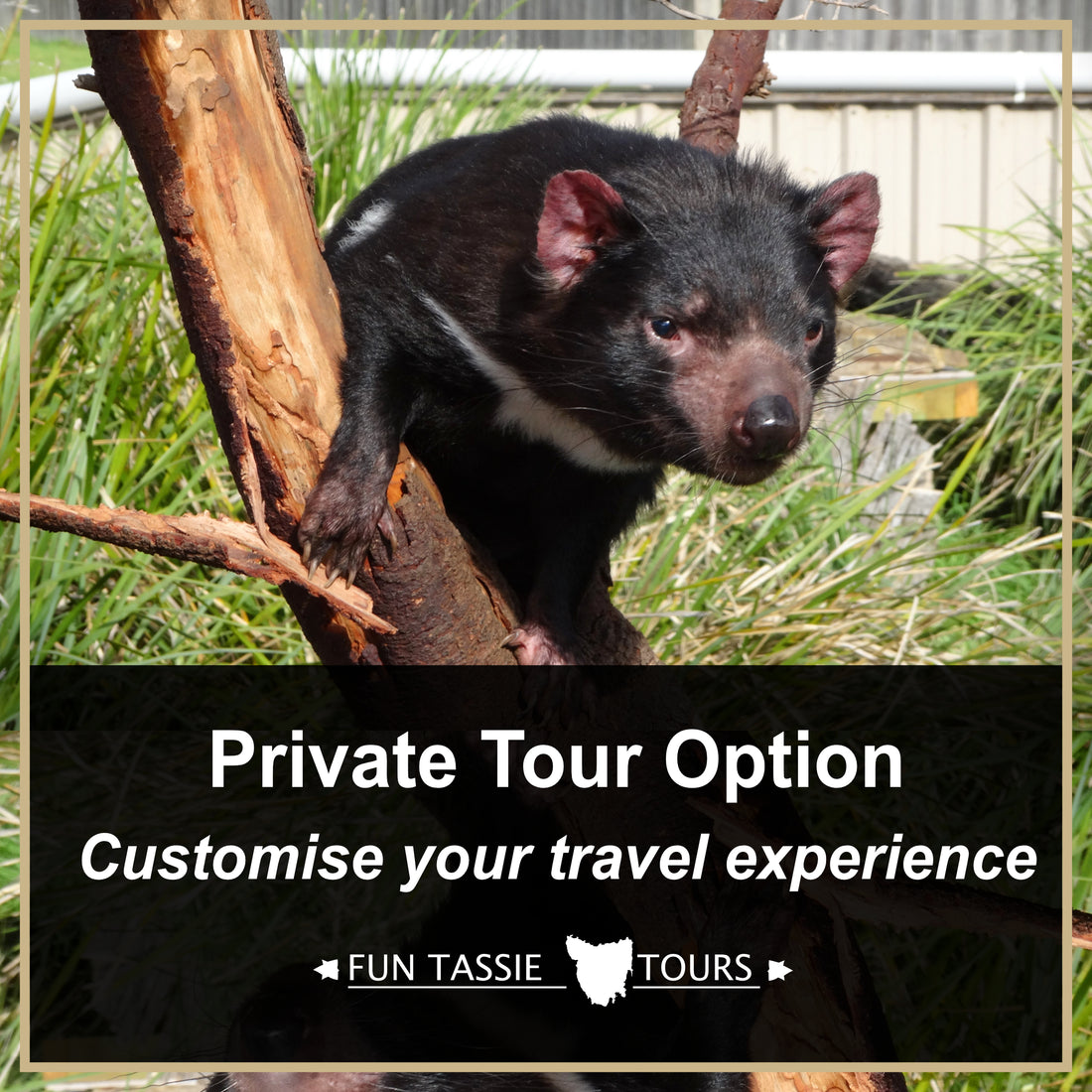 tassie tours reviews