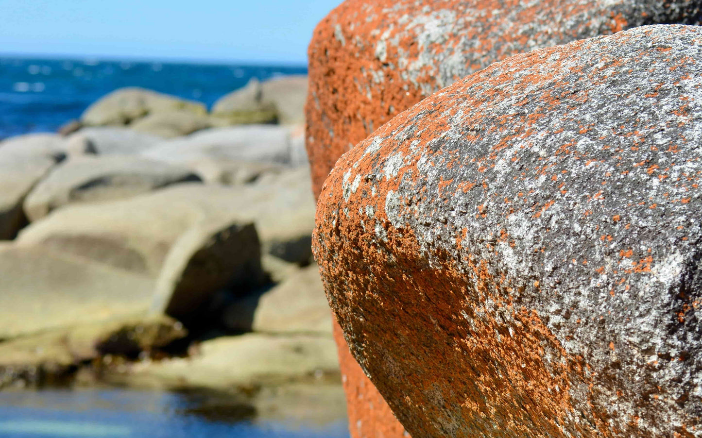 Bay of Fires’ iconic orange lichen